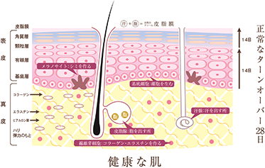 健康な肌の構造